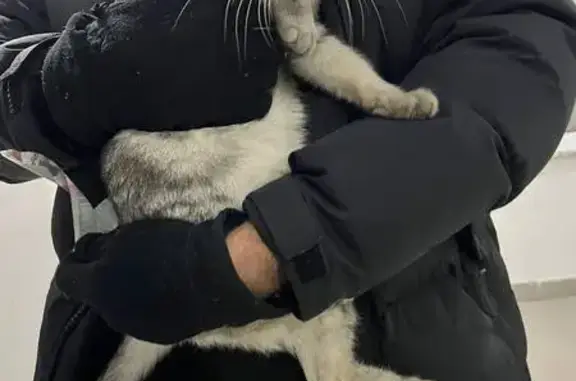 Найдена кошка, Омск, фото: Кошка найдена у Триалспорт, Красный Путь 143