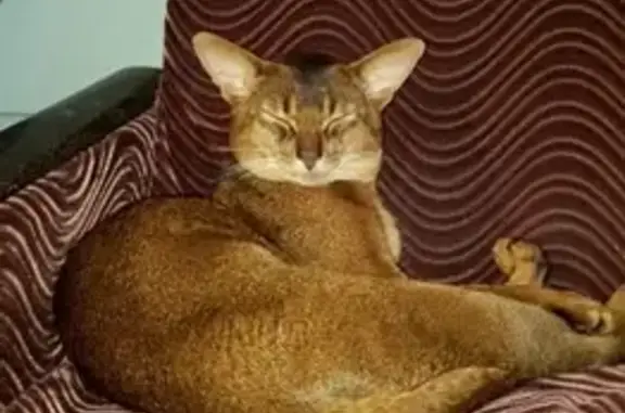 Пропала кошка, Борисовский пр., 9 к3, Москва