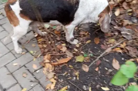 Найдена собака, Краснодар, фото: Найдена собака на Российская, 596, Краснодар