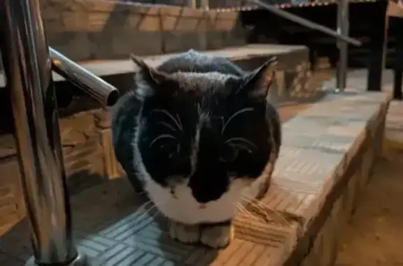 Найдена кошка, Москва, фото: Беременная кошка найдена на Франко, 40 к1