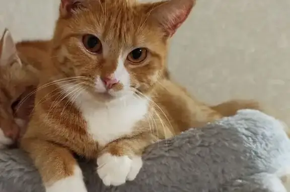 Кошки потеряшки, Тверь, фото: Потеряшка кошка, ул. Резинстроя, 6, Тверь