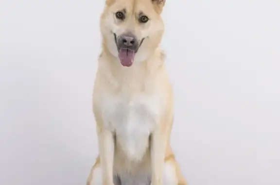 Пропала собака, ул. Ферсмана, Москва