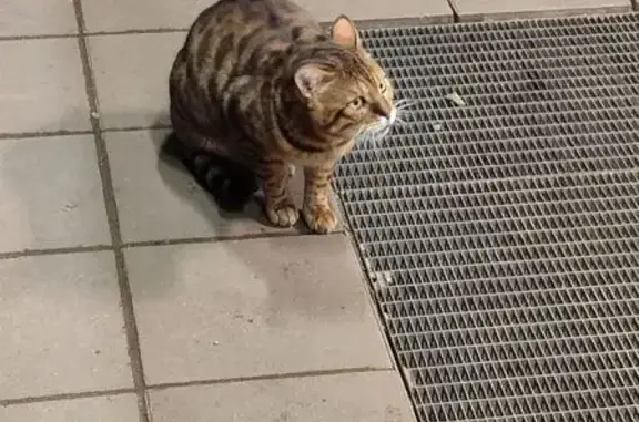 Найдена кошка, Щёлково, фото: Бенгальская кошка найдена, Щёлково, Пустовская