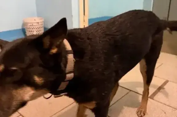 Найдена собака, Уфа, фото: Собака найдена: Софьи Перовской 44/2, Уфа