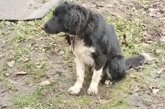 Найдена собака, Сырское, фото: Собака найдена, Сырское, Липецкая обл.