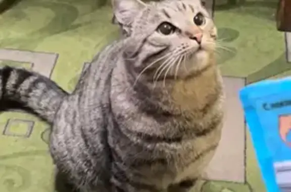 Пропала кошка, Люберцы, ул. Михельсона