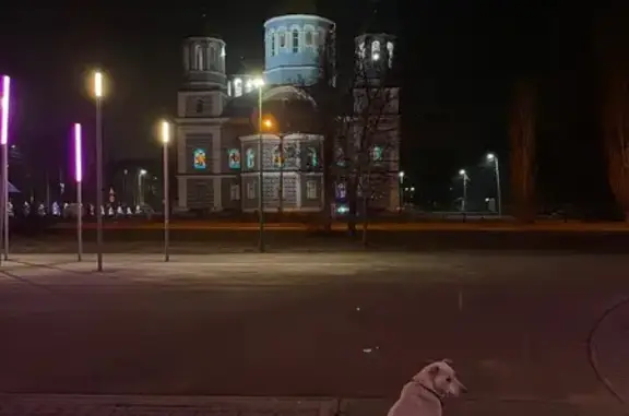 Найдена собака, Липецк, фото: Собака найдена в парке металлургов, Липецк