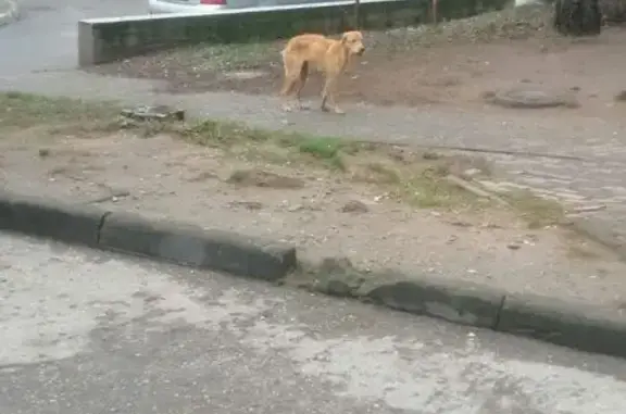 Пропала собака в Мечниково, ТЦ Бирюза