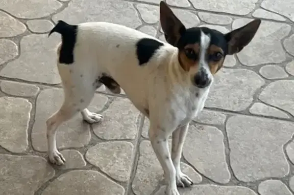 Пропала собака на ул. Абдураманова, 23