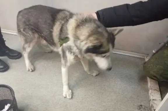 Найдена собака, Мурманск, фото: Собака найдена: пр. Героев Североморцев 61/21