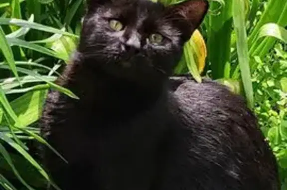 Кошки потеряшки, Калининград, фото: Потеряшка чёрная кошка, Заправочная 6