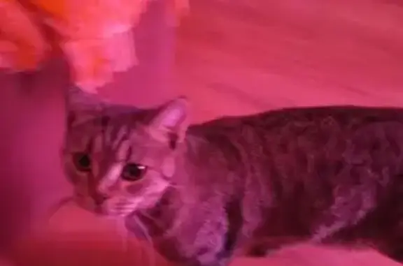 Найдена кошка, Чижово, фото: Найдена кошка в Чижово, МО