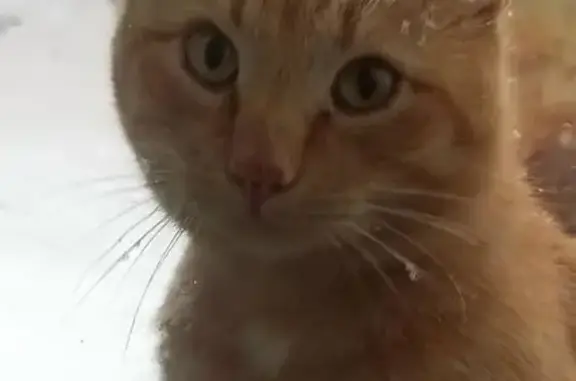 Пропала кошка, пер. Луначарского, 11А