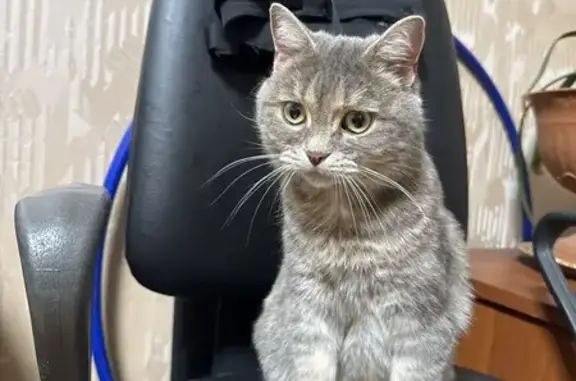 Найдена кошка, Курск, фото: Кошка найдена: ул. Энергетиков-4, Курск