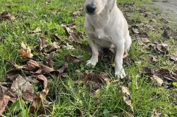 Пропала собака, Владикавказ, Длинно-Долинская 35