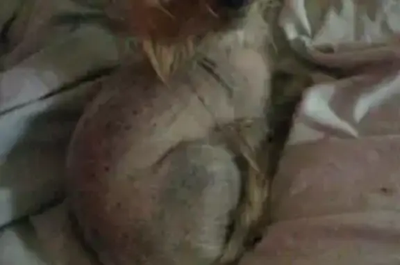 Пропала собака в Литвинках, Тверь