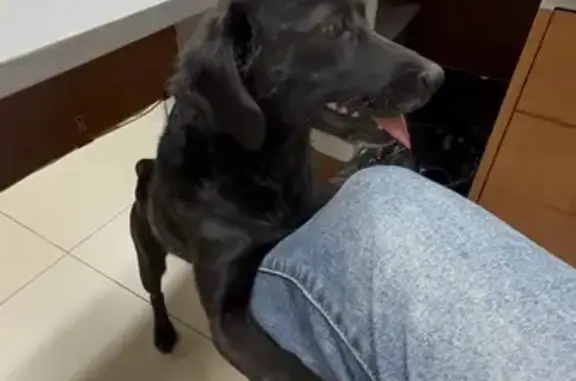 Найдена собака, Орёл, фото: Найдена собака, 3-я Курская, 15, Орёл