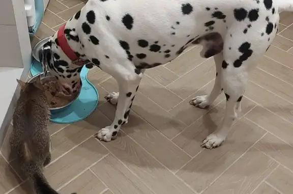 Пропала собака, Истра, МО, тел. 9031612626