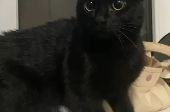 Найдена кошка, Псков, фото: Кошка найдена: Псков, Юбилейная 77Б