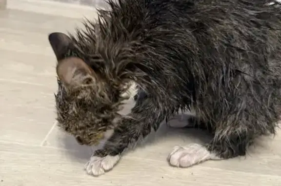 Кошка найдена на Больничной ул., Хабаровск