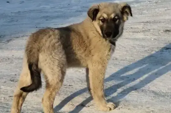 Найдена собака, Чита, фото: Собака найдена, Хабаровская ул. 15, Чита