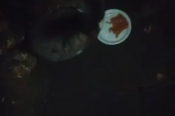 Найдена кошка, Санкт-Петербург, фото: Кошка найдена у кофейни, Подольская 41