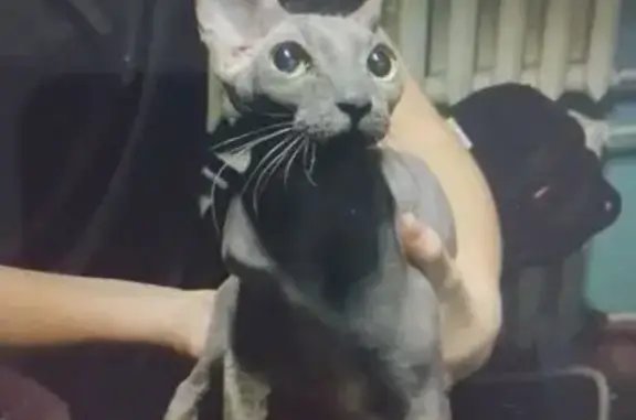 Найдена кошка, Хабаровск, фото: Кошка найдена: Краснореченская 159А