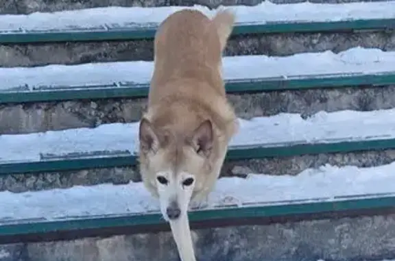Найдена собака, Хабаровск, фото: Рыжая собака найдена на Джамбула, 30