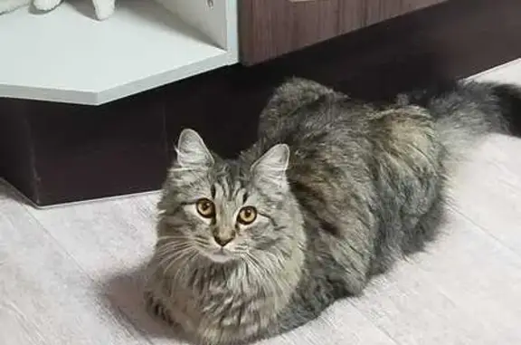 Кошки потеряшки, Краснодар, фото: Потеряшка кошка, Почтовая ул. 211/2, Крд