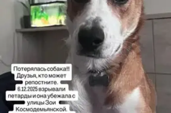 Собаки потеряшки, Хабаровск, фото: Потеряшка собака, ул. З. Космодемьянской, 20