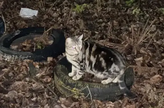 Найдена кошка, Кострома, фото: Потерянная кошка на Ярославской, 19А