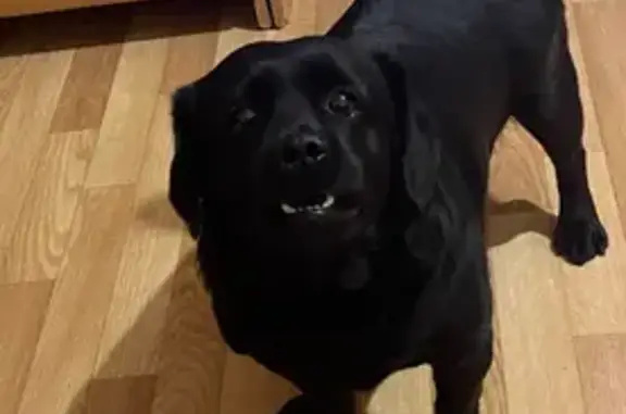 Пропала собака, Чита, Забайкалье