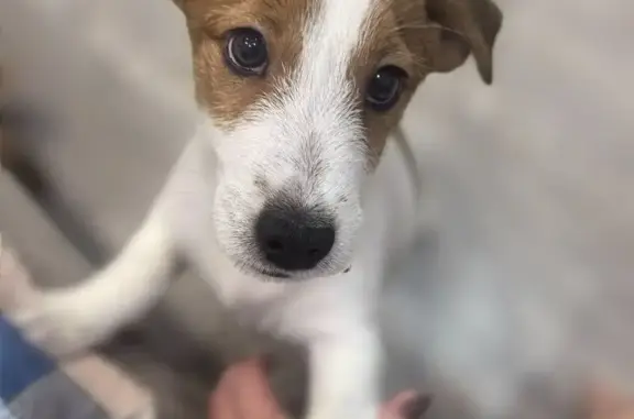 Объявления о пропавших и найденных животных, Тобольск, фото: Найдена собака на улице 26, Тобольск