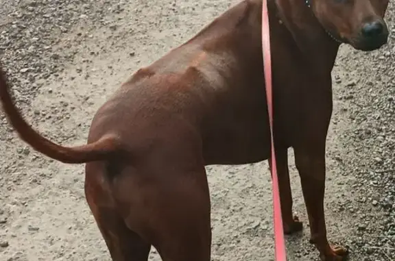 Пропала собака, МО, красный окрас