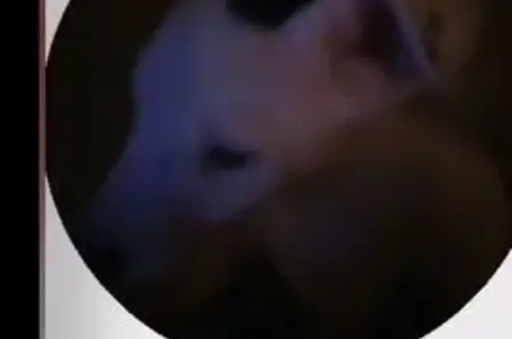 Собаки потеряшки, Бийск, фото: Потеряшка собака, ул. Трофимова, 69, Бийск