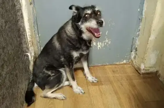 Пропала собака, ул. Фурманова 27, Ковров