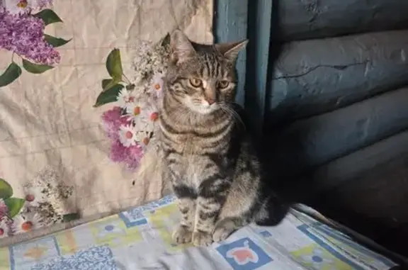 Кошки потеряшки, Чита, фото: Потеряшка кот Симба, Комсомольская 40, Чита