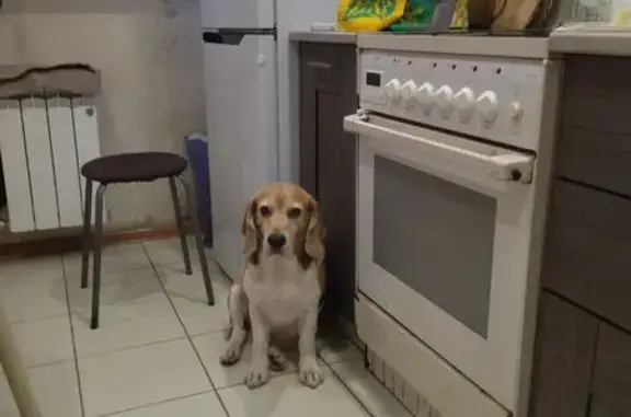 Найдена собака, Тюмень, фото: Найден бигль, 8 лет, Московский тракт 143