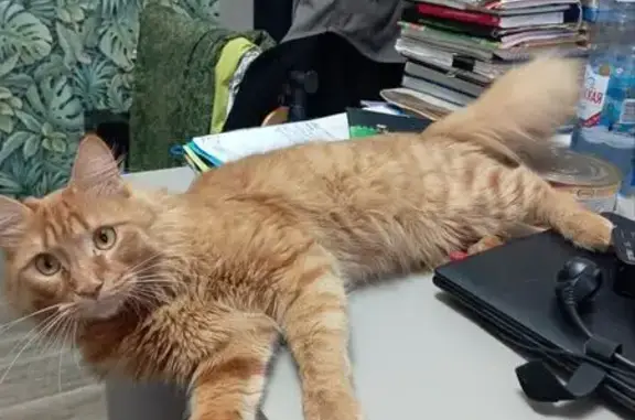 Пропала рыжая кошка, Бердск, НСО