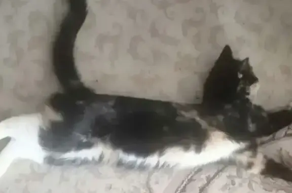 Пропала кошка, Дуси Ковальчук 266/5