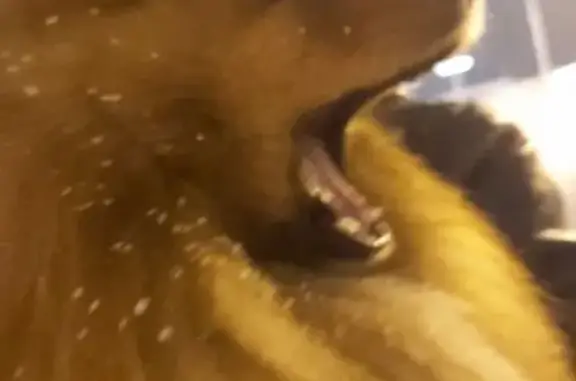 Собаки потеряшки, Кировск, фото: Потеряшка рыжий шпиц, Олимпийская, Кировск