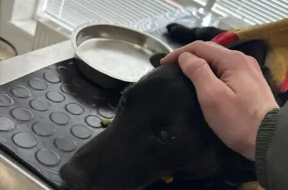 Найдена собака, Ставрополь, фото: Найдена собака у ДК Лесок, 44, Ставрополь