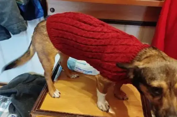 Пропала собака, Каргопольская ул., Москва