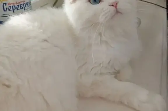 Пропала кошка, ул. Кулибина, Шахты