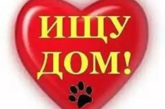 Найдена кошка, Чита, фото: Кошка ищет дом, ул. Чкалова, Чита