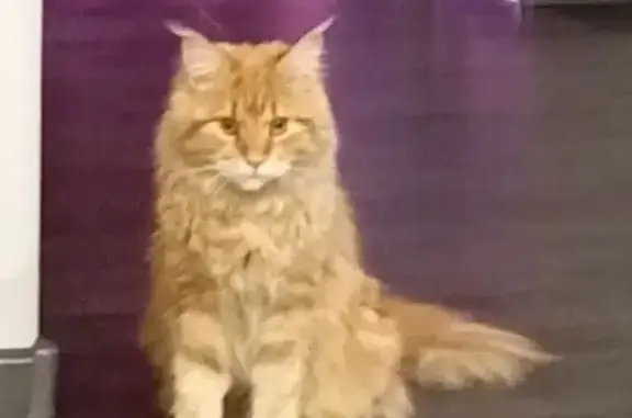 Пропала кошка, 2-я Проточная, Абакан