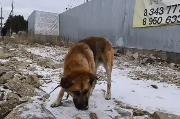 Пропала собака, ул. Химиков, 15А, Белоярский