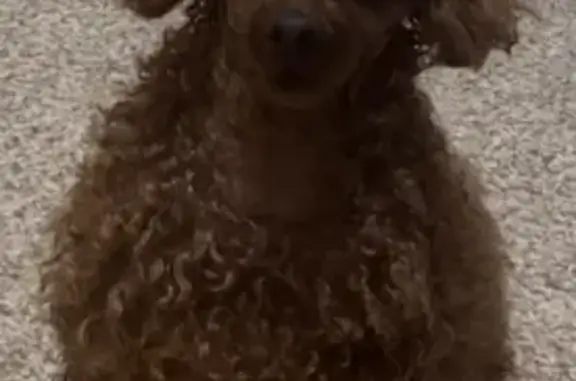 Пропала собака, ул. Менделеева, 16