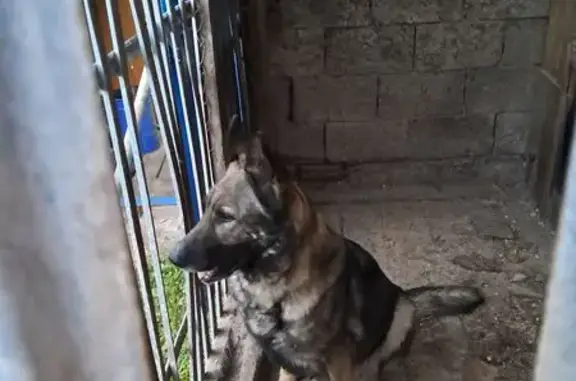 Пропала овчарка, Орловская ул., 2, Пенза