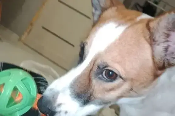 Пропала собака, ул. Никитина, Калуга